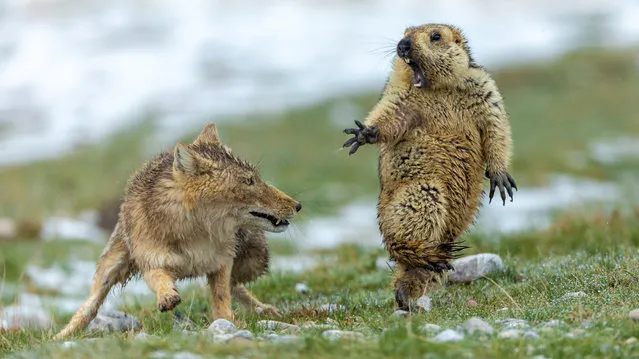 Overall winner, and behaviour – mammals joint winner: The Moment by Yongqing Bao, China. It was early spring in the Qinghai–Tibet plateau, in China’s Qilian mountains. The marmot was hungry. It was still in its winter coat and not long out of its six-month winter hibernation spent underground with the rest of its colony. It had spotted the fox and sounded the alarm to warn its companions, but the fox had not reacted and was still in the same position, so the marmot had ventured out of its burrow. The fox continued to lie still, then suddenly it rushed forward. (Photo by Bao Yongqing/2019 Wildlife Photographer of the Year)