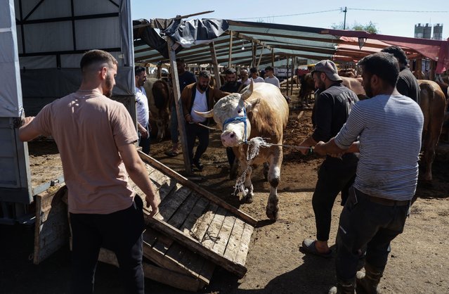 People load their sacrificial bull on a car during Eid-al-Adha celebrations in Istanbul, Turkey, 16 June 2024. Eid al-Adha is the holiest of the two Muslims holidays celebrated each year. It marks the yearly Muslim pilgrimage (Hajj) to visit Mecca, the holiest place in Islam. Muslims slaughter a sacrificial animal and split the meat into three parts, one for the family, one for friends and relatives, and one for the poor and needy. (Photo by Erdem Sahin/EPA)