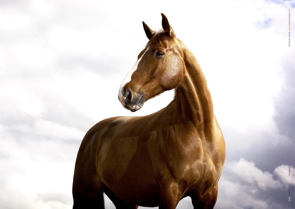 Horse Photography by Tim Flach
