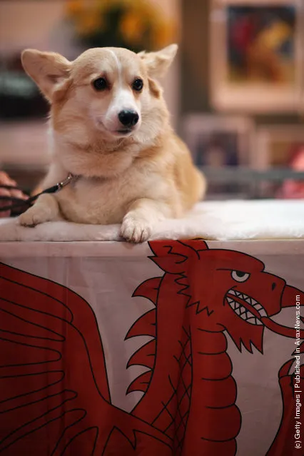 A Welsh Corgi sits in its enclosure on day three of Crufts at the Birmingham NEC Arena