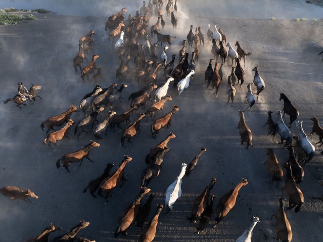 Wild horses living on the foothills of Mount Erciyes run in herds across the Hörmetçi meadows in Kayseri, Turkiye on August 26, 2024. These wild horses, seen in Hormetci, Sultan Marshes, and Soysali neighborhood, attract the attention of both nature lovers and photography enthusiasts. (Photo by Beytullah Eles/Anadolu via Getty Images)