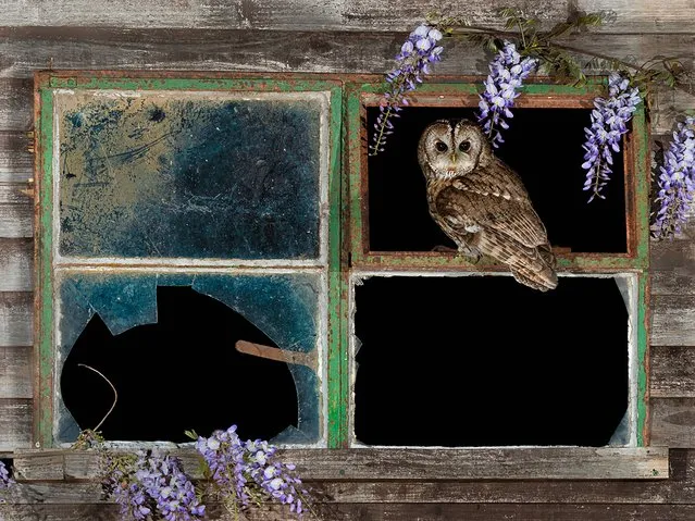 A tawny owl spotted among the wisteria in the window of a dilapidated shed in Burton on Trent, Staffordshire on May 10, 2022. (Photo by Lesley Gooding/Animal News Agency)
