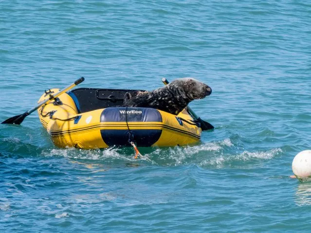 A male atlantic grey seal has chosen to use a small dinghy moored out at sea as a place to haul up on in Wales, United Kingdom on May 18, 2022. It was a lovely warm, sunny spring day off the west Waes coast and the seal was clearly relaxed in the sunshine. (Photo by Phil Jones/Alamy Live News)