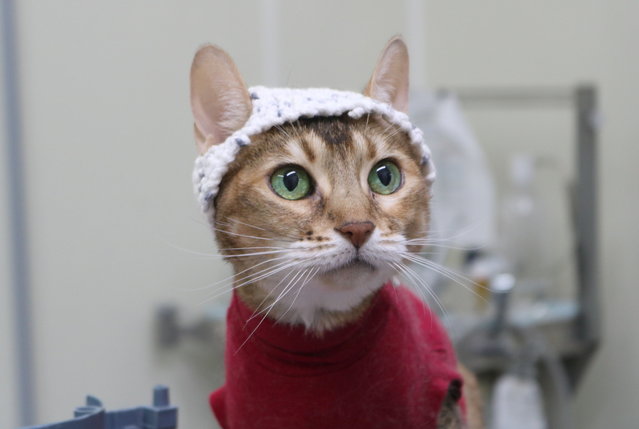 A cat in the study wearing a knitted hat with sensors incorporated into it in Montreal on September 19, 2024. Cats are wearing cute hats – for science. Researchers wanted to use brain scans to understand pain in felines, but found they would chew the wires with traditional electrodes. The answer was to incorporate the sensors into comfy crochet beanies. The team, including experts from University of Montreal (UdeM), wanted to create a non-invasive method for understanding how cats experience chronic pain, like that caused by osteoarthritis (OA), and how sensory stimulation might help reduce it. The study is the first report of EEG (encephalogram) recording in conscious cats using surface electrodes. (Photo by Aliénor Delsart/South West News Service)