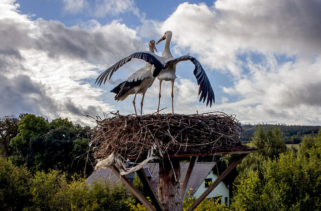 Two storks stand in their nest in Wehrheim near Frankfurt, Germany, Tuesday, October 1, 2024. (Photo by Michael Probst/AP Photo)