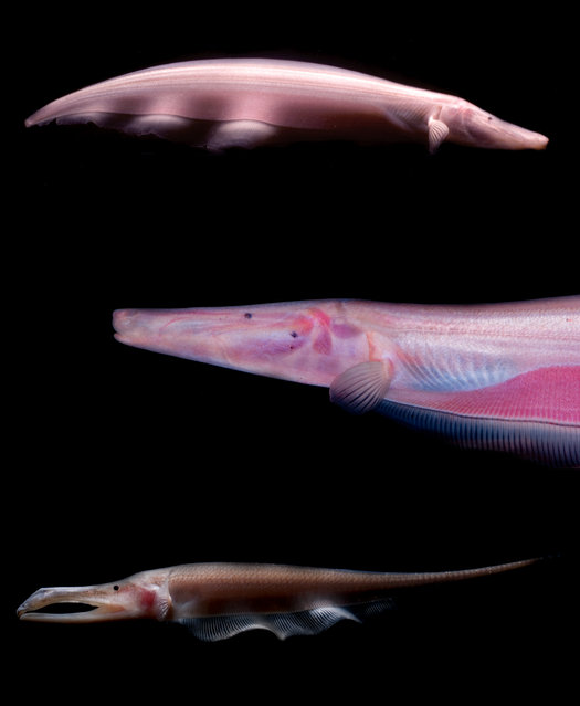 Electric knifefishes of South America occupy a wide variety of habitats – this pink variety is found in the deep waters of the Amazon. Its eyes can only tell light from dark. (Photo by Danté Fenolio/The Guardian/Johns Hopkins University Press)