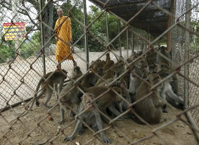 A Thai Buddhist monk walks past a cage filled with monkeys which are being moved for sterilization in order to control the birth rate of the monkey population at Wat Khao Takiab temple in Hua Hin city, Prachuap Khiri Khan Province, Thailand, 15 July 2017. (Photo by Narong Sangnak/EPA/EFE)