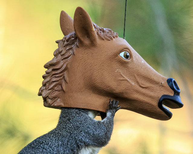 A squirrel investigates a novelty feeder in Atascadero, California on October 18, 2024. (Photo by Rick Derevan/Solent News)