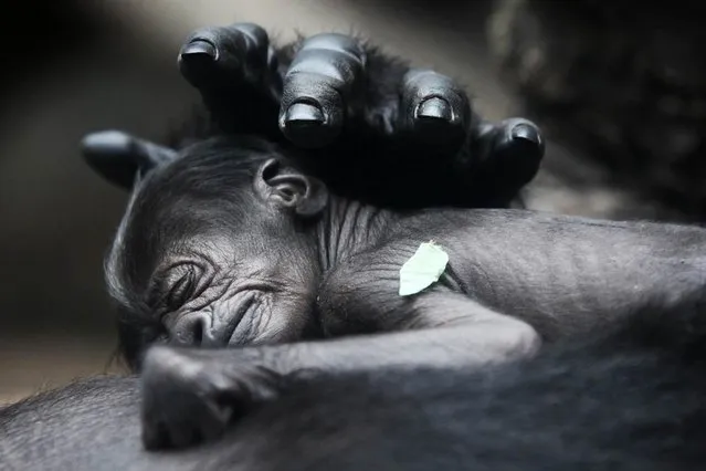 A baby gorilla sleeps on its mother Rebecca at a zoo in Frankfurt, Germany, on July 12, 2012