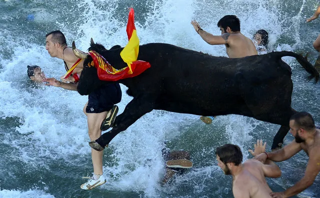 Spectators jump into the port followed by a bull during the traditional running of bulls “Bous a la mar” (Bull in the sea) on Denia's harbour near Alicante on July 9, 2016. (Photo by Jose Jordan/AFP Photo)