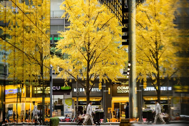 A man walks past a ginkgo tree with yellow autumn foliage in Seoul on November 14, 2024. The Seoul Metropolitan Government designated the ginkgo biloba as the capital’s official tree in 1971. (Photo by Anthony Wallace/AFP Photo)