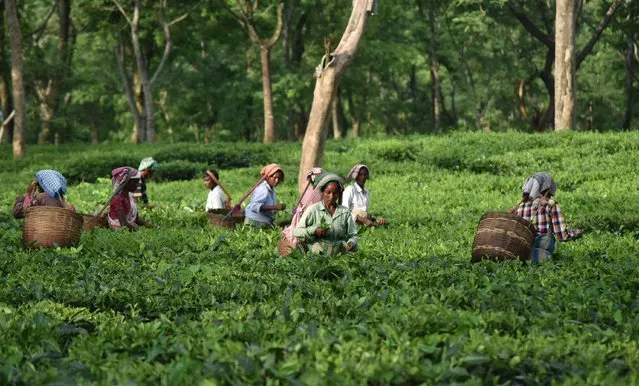 This September 13, 2017 photo shows Indian tea workers plucking leaves at a tea plantation in Udalguri district of Assam, some 110 km from Guwahati. Assam is the largest producing area for tea in India, producing about 51 percent of the country's total tea output. The world is meanwhile facing a shortage of prized tea from nearby Darjeeling, because of deadly unrest that has affected the June-August harvest season that normally provides the bulk of the nearly eight million kilos of its tea sold a year – most of which goes to Europe. (Photo by AFP Photo/Stringer)