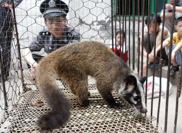 File picture taken 26 May 2003 shows a policeman watching over a civet cat captured in the wild by a farmer in Wuhan, central China's Hubei province. AFP reports 05 September 2003 new research adding weight to the theory a SARS-like virus jumped from animals to humans in South China, highlighting fears of another outbreaof the deadly disease.  (Photo by AFP Photo/China Stringer Network)