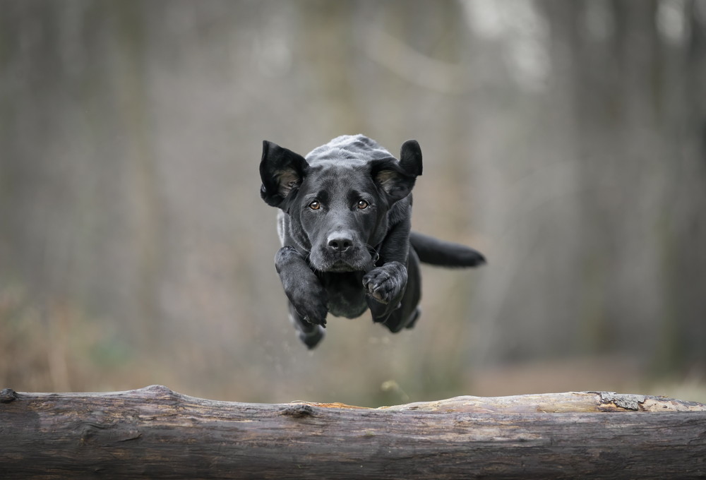 Some Photos: In Motion