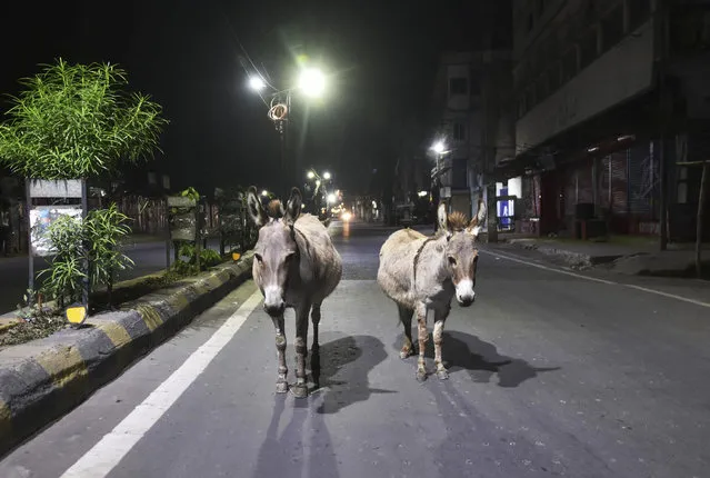 Donkeys on Ashok Rajpath, among the city's busiest roads, now deserted during lockdown on May 5, 2020  in Patna, India. The third phase of the nationwide lockdown began on Monday with considerable relaxations, as the pre-existing quarantine was further extended for the second time by the Ministry of Home Affairs for two weeks beyond May 3. However, governments are also keeping in place necessary curbs so as to not lose all the gains that have been achieved in the battle against the virus. The total number of cases stood at 46,433 which includes 32,138 active cases, 12,726 recovered cases, 1 migrant patient and 1,568 deaths as per Ministry of Health data at 9 am IST on Tuesday. (Photo by Parwaz Khan/Hindustan Times/Rex Features/Shutterstock)
