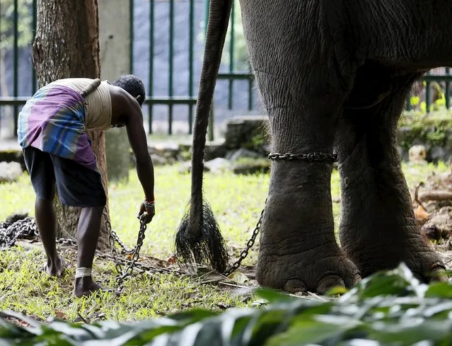 A mahout attaches a chain to an elephant at a Buddhist temple ahead of an annual street parade in Colombo September 9, 2015. Local media say there is widespread elephant smuggling in the country, where baby elephants are sometimes smuggled out of national parks and held at certain temples used as transit points, before they are sold off. (Photo by Dinuka Liyanawatte/Reuters)