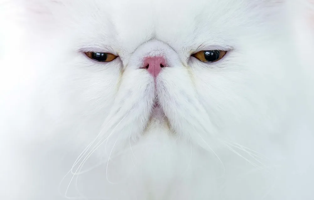 Pictures Of Recent Events: Animals [Early October 2012]