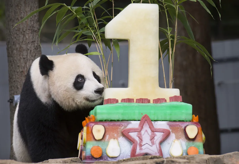 Bei Bei Celebrates First Birthday