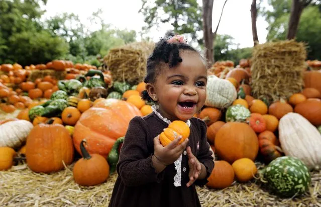 Zion Elzie carries a pumpkin at Pumpkin Village in the Dallas Arboretum and Botanical Garden, Tuesday, September 30, 2014, in Dallas. (Photo by L. M. Otero/AP Photo)