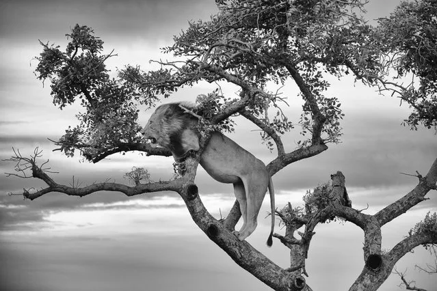 “King in a Tree”. This picture was taken in South Africa. We went on a safari and this lion got stuck in a tree while watching his family walk off in the distance. It was taken while the sun was setting under low light. Photo location: South Africa. (Photo and caption by Nathan Stone/National Geographic Photo Contest)