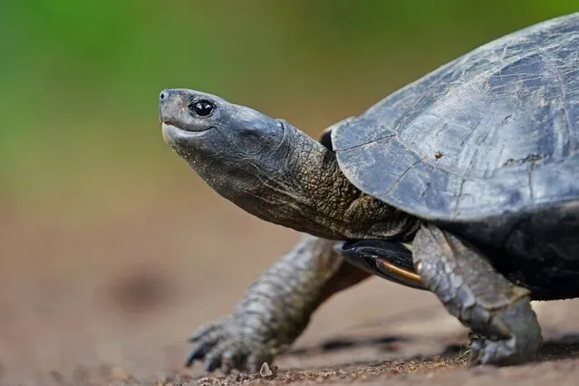 The Indian black turtle was seen in Kelaniya, Sri Lanka on November 08, 2022. The Indian black turtle (Melanochelys trijuga) also known as the Indian pond terrapin, is a species of medium-sized freshwater turtle found in South Asia. (Photo by Thilina Kaluthotage/NurPhoto via Getty Images)