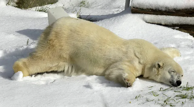 Pike, a 30-year old female polar bear, rolls around in snow that was brought in to celebrate her birthday and the holiday season at the San Francisco Zoo in San Francisco, Thursday, November 15, 2012. (Photo by Jeff Chiu/AP)