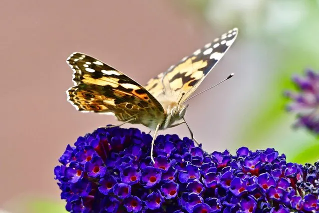 A Painted Lady butterfly (Vanessa cardui) on the black knight buddleia flowers in Berkshire, United Kingdom on July 27, 2021. (Photo by Geoffrey Swaine/Rex Features/Shutterstock)