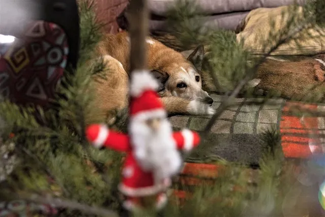 This photograph shows a dog lying next to a Christmas tree inside a shelter in the city of Izium, eastern Ukraine on January 2, 2023. During the long months of Russian occupation in Izium, Andryi Pleshan took in up to 60 people in his basement. Among them was Nyka, a two-month-old baby, whose presence permeates the shelter where the 60-year-old still lives. (Photo by Sameer Al-Doumy/AFP Photo)