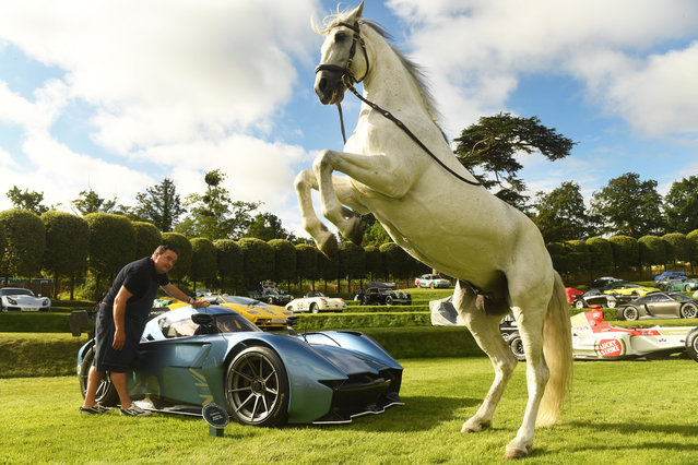 The show horse Salmeron on June 28, 2025 steals the show at Heveningham Concours where some of the “world’s most exceptional” cars were on display, among them the McMurtry Spéirling, one of Britain’s newest cars. The Concours takes place alongside the Heveningham Hall Country Fair and all the proceeds and profits go into a charitable trust. (Photo by Russell Sach)