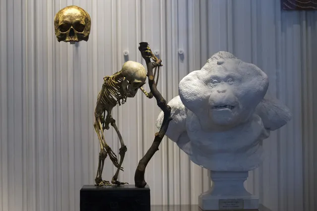 The skull of French philosopher Rene Descartes (1596-1650), top left, is displayed during a press visit at the Museum of Mankind (Musee de l'Homme) in Paris, France, Wednesday, October 14, 2015. Among the thousands of objects and artifacts include the skull of Neanderthal man and of a French philosopher Rene Descartes, the museum, dedicated to anthropology, ethnology and prehistory of human evolution, will open to the public this weekend after six years of renovation. (Photo by Francois Mori/AP Photo)