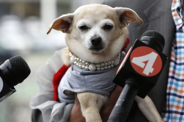 Microphones are seen in front of Frida, a female Chihuahua, after the San Francisco Board of Supervisors issued a special commendation naming Frida “Mayor of San Francisco for a Day” in San Francisco, California November 18, 2014. (Photo by Stephen Lam/Reuters)
