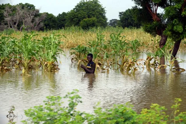 A man looks at flooded farmland after a heavy downpour in Jigawa, northern Nigeria, Saturday, September 26, 2020. Seasonal rains have sent water flowing over riverbanks again in Nigeria, raising the risk of cholera and disease as government appears unable to cope with the flooding. (Photo by Sani Maikatanga/AP Photo)