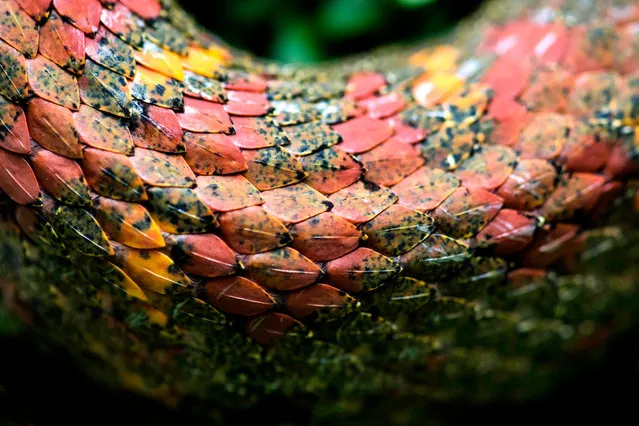 View of a poisonous Bocara Snake at the Clodomiro Picado Institute, in San Jose, Costa Rica, September 24, 2020. The Clodomiro Picado Institute obtained coronavirus proteins from laboratories in China and the United Kingdom to immunize six donated horses for treatment, and which plasma was used to produce a viral treatment to be tested in 26 patients infected with the new Covid-19. To develop the drug, the institute based on its half-century experience in the production of antivenom, which it currently exports to other Central American countries, Ecuador, Colombia, Peru and several African nations. (Photo by Ezequiel Becerra/AFP Photo)