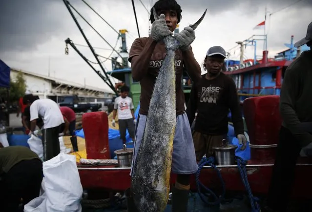 A worker carries a fish at Muara Baru port in Jakarta December 8, 2014. The World Bank on Monday cut its projection for Indonesia's economic growth in 2015 to 5.2 percent from 5.6 percent due to the weak outlook for fixed investment and trade as well as a slowing pace of loan expansion. (Photo by Reuters/Beawiharta)