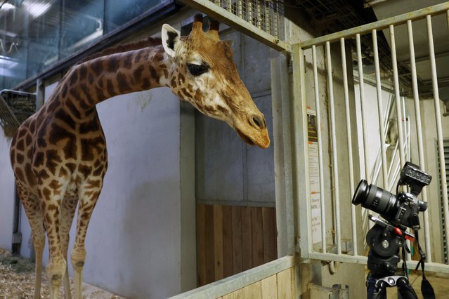 A giraffe in an enclosure reacts to a media visit at Paris Zoological Park in the Bois de Vincennes in the east of Paris, France, on September 26, 2025. (Photo by Tom Nicholson/Reuters)