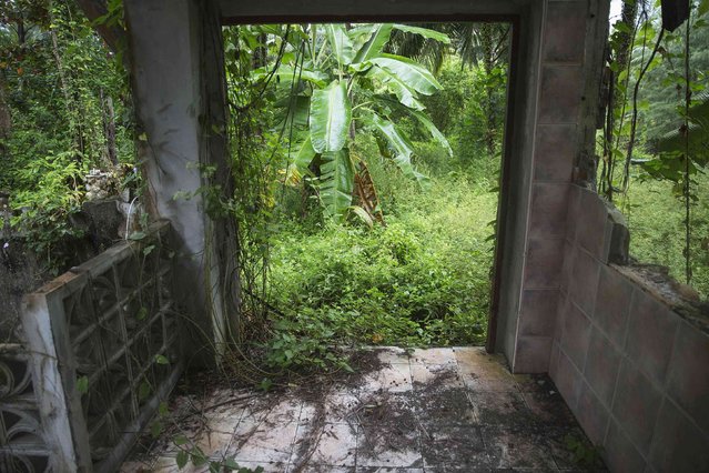 Dense vegetation is seen around an abandoned hotel that was destroyed in the 2004 tsunami in Khao Lak, in Phang Nga province, December 14, 2014. (Photo by Damir Sagolj/Reuters)