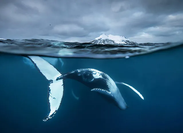 Arctic showtime by Audun Rikardsen. “An exuberant male humpback whale cavorts in the Barents Sea off northern Norway. It’s a unique split-level image, shot in low light, freezing conditions, near the end of the polar winter. The humpback is displaying his prowess to both females and rival males, singing as he pirouettes, breaches and dives. It’s behaviour that increases ahead of the migration south of at least some of the humpbacks who will head to warmer, southern locations, where pregnant females give birth and mating occurs”. (Photo by Audun Rikardsen/Unforgettable Underwater Photography/NHM)