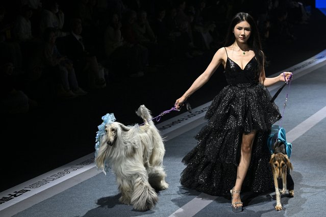 A model walks the runway with two dogs during a pet fashion show in Shanghai on October 31, 2025. (Photo by Jade Gao/AFP Photo)
