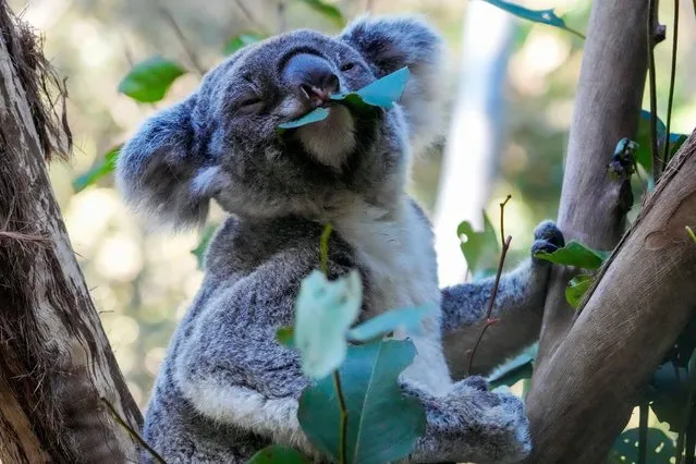A koala eats gum leaves at a koala park in Sydney, Australia, Friday, May 5, 2023. Australian scientists have begun vaccinating wild koalas against chlamydia in a pioneering field trial in New South Wales. The aim is to test a method for protecting the beloved marsupials against a widespread disease that causes blindness, infertility and death. (Photo by Mark Baker/AP Photo)