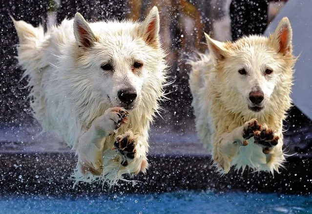 White Swiss Shepherd dogs “Kenai” and “Yasu” jump into the water during the dog diving competition at the International Pedigree Dog and Purebred Cat Exhibition in Erfurt, on June 16, 2013. (Photo by Jens Meyer/Associated Press)
