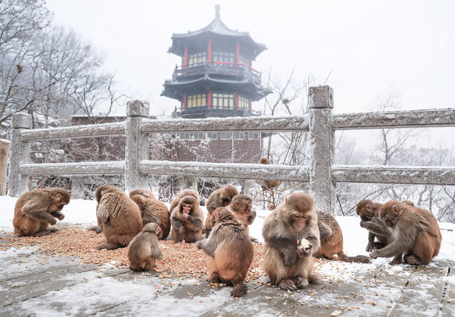 Monkeys are pictured at the Huaguo Mountain scenic area after snow in Lianyungang, east China's Jiangsu Province, December 13, 2025. (Photo by Xinhua News Agency/Rex Features/Shutterstock)