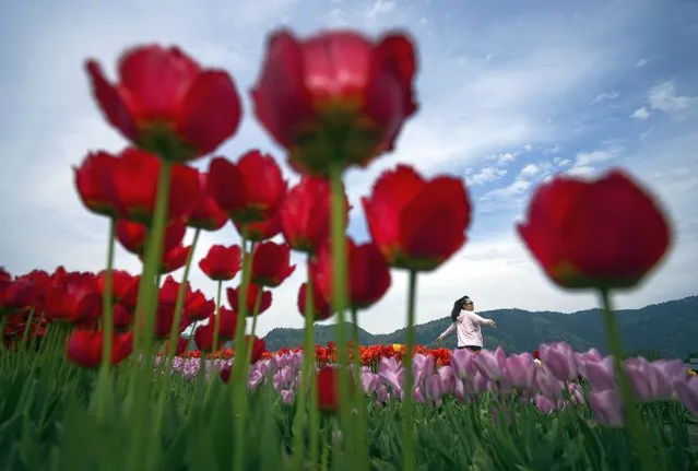 A woman poses between rows of tulips at the Abbotsford Tulip Festival at Lakeland Flowers, in Abbotsford, British Columbia, Wednesday, May 3, 2023. The third-generation farm, founded by Dutch immigrant Peter Warmerdam who came to Canada after the Second World War, was forced to decommission most of their commercial operation due to the Sumas Prairie flooding in 2021. The festival continues until May 14. (Photo by Darryl Dyck/The Canadian Press via AP Photo)