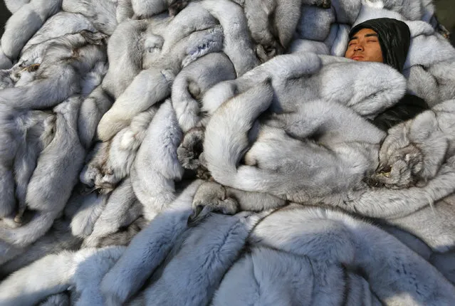 A worker sleeps among fox fur at a fur market in Chongfu township, Zhejiang province, December 20, 2014. (Photo by William Hong/Reuters)