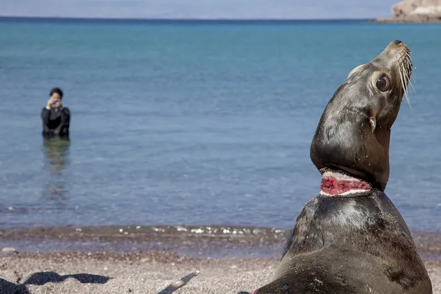 This November 10, 2016 photo released by Mexico's office for environmental protection (PROFEPA) shows a sea lion after it was untangled from fishing lines which severely injured its neck, as it is released back into the wild in Espiritu Santo, Mexico. PROFEPA says their program to untangle sea lions has successfully operated on seven of the animals in the area and is training personnel from the states of Sonora and Baja California, to extend the program to other areas. (Photo by Christian Vizl/PROFEPA via AP Photo)