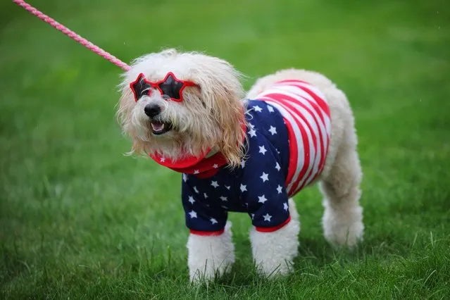 A dressed-up dog stands before the start of the Fourth of July Parade in Merrimack, New Hampshire, U.S., July 4, 2023. (Photo by Brian Snyder/Reuters)