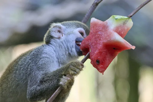 A Squirrel monkey(Saimiri Sciureus) bites into a star-shape piece of watermelon on a tree's branch at an enclosure of the zoo in Cali, Colombia, 22 December 2015. As the animals are currently suffering from a heat wave in the region, they very much enjoy the juicy fresh fruit to quench their thirst. Cali's Zoo in the recent days received some Christmas presents including vegetables, ice creams, honey and relaxing essences. (Photo by Juan Carlos Quintero/EPA)