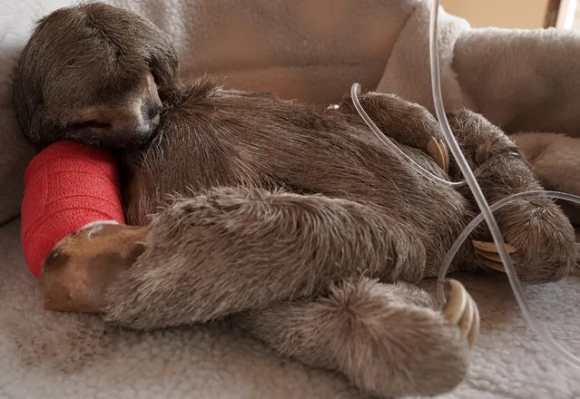 A sloth called Pancho, hit by a vehicle, is seen after a surgery at the Agroflor animal refuge in Cochabamba, Bolivia, July 25, 2018. (Photo by Danilo Balderrama/Reuters)