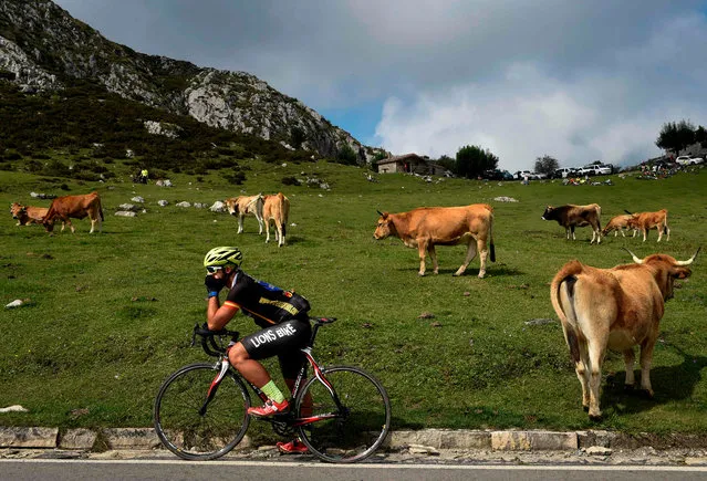 A fan waits next to cows grazing near the Lakes of Covadonga during the 15 th stage of the 73 rd edition of “La Vuelta” Tour of Spain cycling race, a 178.2 km route from Ribera de Arriba to Lakes of Covadonga near Cangas de Onis on September 9, 2018. (Photo by Miguel Riopa/AFP Photo)
