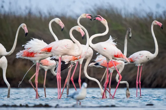 Flamingos arrive their wintering area, Kocacay Delta after spending the summer in Po Delta (Delta del Po) in Italy's Venice, on August 20, 2023 in Karacabey district of Bursa, Turkiye. Nearly a thousand flamingos fly along the Mediterranean coastline in flocks to return their wintering areas on the coast of the Marmara Sea. (Photo by Alper Tuydes/Anadolu Agency via Getty Images)