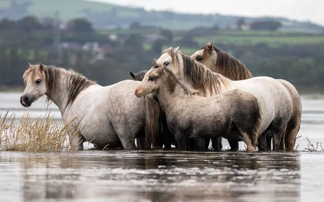 The semi-feral conservation Welsh mountain ponies, who reside on the marsh at Penclawdd, Swansea, take to the water to swim across the River Loughor, UK on August 31, 2023. These highly intelligent, native, hardy, ponies are fantastic swimmers and well adapted to living in these conditions on the marsh. (Photo by Joann Randles/Cover Images)